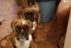 3 cachorros Boxer machos disponibles