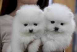 adopción adopción !!!! lindos cachorros pomerania