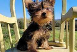 Adoptar gratis a mis perros yorkshire