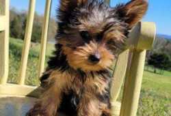 Adoptar gratis a mis perros yorkshire
