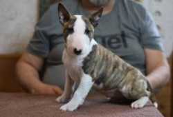 Adorables cachorros de bullterrier para REGALO/