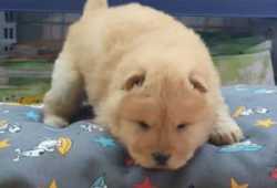 Afectuosos cachorros chow chow 12 semanas pa adopt