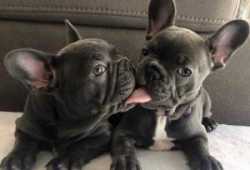 Available Cachorros de bulldog francés disponibles
