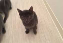 AZUL RUSO EN ADOPCIÓN