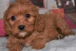 Bonitas y saludables cachorros de labradoodle