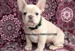 Buenos cachorros bulldog frances