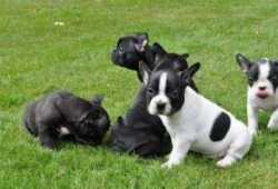 Bulldog francés hembra blanco y negro para adopcio