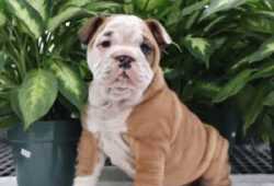 cachoros English Bulldog cachoros