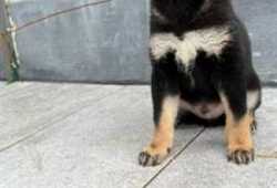 Cachorro shiba