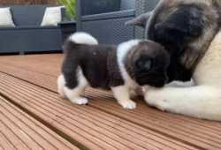 CACHORROS AKITA DISPONIBLES PARA ADOPCIÓN