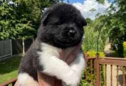 CACHORROS AKITA DISPONIBLES PARA ADOPCIÓN