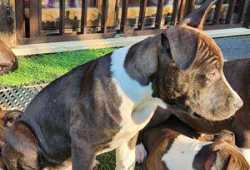 Cachorros Amstaff nacidos y criados en la casa
