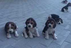 cachorros beagle tricolor