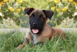 Cachorros Belga Malinois
