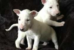 Cachorros Bull Terrier 12 semansa para adopcion