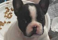 Cachorros bulldog