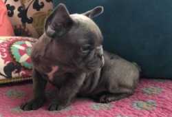 cachorros bulldog frances en adopcion
