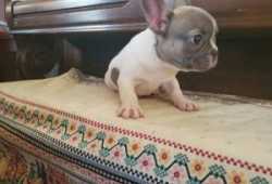 cachorros bulldog frances en adopcion