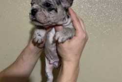 cachorros bulldog frances en adopcion