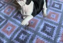 cachorros bulldog frances en adopcion