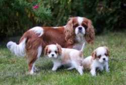 Cachorros Cavalier King Charles Spaniel 13 semanas