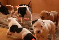 CACHORROS CHIHUAHUA DISPONIBLES PARA ADOPCIÓN