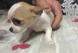 Cachorros chihuahua mini