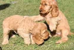 CACHORROS COCKER SPANIEL