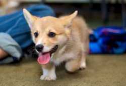 Cachorros Corgi de colores listos ahora