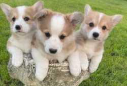 Cachorros Corgi Galés Pembroke