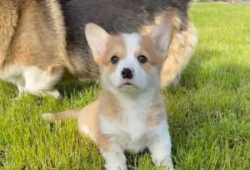 Cachorros Corgi Galés Pembroke