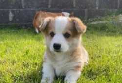 Cachorros Corgi Galés Pembroke