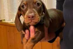 Cachorros Dachshund Machos Y Hembras