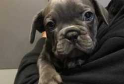 Cachorros de bulldog frances azul.