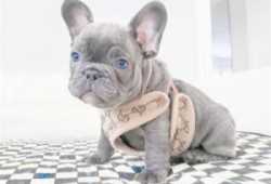 CACHORROS DE BULLDOG FRANCÉS DE 3 MESES DISPONIBLE