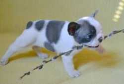 Cachorros de bulldog francés ssss ss
