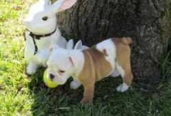 !!@@Cachorros de bulldog inglés