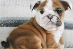 Cachorros de Bulldog Inglés:::