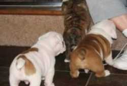 Cachorros de bulldog inglés AKC REG para adopción