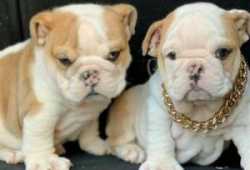 Cachorros de Bulldog Inglés súper adorables. Tan g