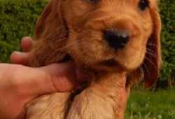 Cachorros de cocker spaniel para adopción