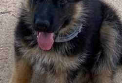 Cachorros de pastor alemán de alto pedigrí disponi