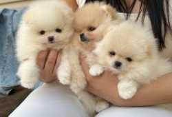 Cachorros de pomerania de juguete