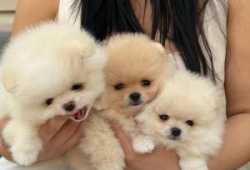 Cachorros de pomerania de juguete