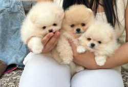 Cachorros de pomerania de juguete
