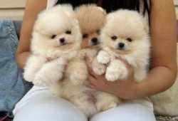 Cachorros de pomerania de juguete