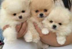 Cachorros de pomerania de juguete