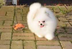 Cachorros de Pomerania de pura raza