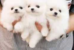 Cachorros de Pomerania de pura raza