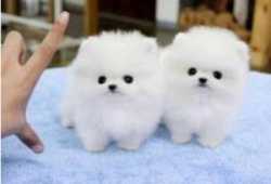 Cachorros de pomerania de regalo disponibles